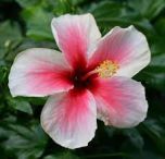 HIBISCO ROSA HAWAIANO (Hybiscus rosa-sinensis)