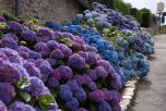 HORTENCIA (Hydrangea macrophylla)