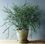 Sítio da Mata - AVELOZ PALITO DE FOGO (Euphorbia tirucalli)