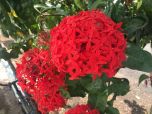 Sítio da Mata - Ixora Rei (Ixora macrothyrsa)