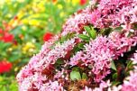 Sítio da Mata -  IXORIA COMUM ROSA (Ixoria Undulata)