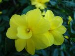 Jasmim Amarelo (Jasminum mesnyi) 