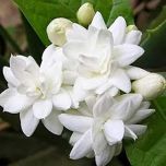 Sítio da Mata - JASMIM ÁRABE (Jasminum sambac)