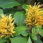 Sítio da Mata - JUSTICIA AMARELA - JACOBÍNIA AMARELA (Justicia aurea)