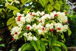 Lagrima de Cristo (Clerodendron thomsonae)