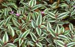 LAMBARI ROXO ( Tradescantia zebrina) 