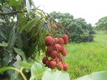 lichia      litchi    chinensis