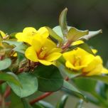 Sítio da Mata - LISIMAQUIA (Lysimachia congestiflora)