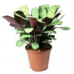 Sítio da Mata - MARANTA BURLE MARX (Ctenanthe burle marxii)