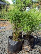 Sítio da Mata - Mini Bambu (Fargesia adpressa)