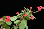 Sítio da Mata - MINI COROA DE CRISTO VERMELHA (Euphorbia milli var imperatae)