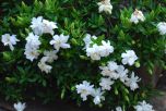 Sítio da Mata - Mini Gardenia (Gardenia augusta)