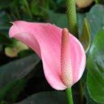 Sítio da Mata - MINI ANTURIO ROSA (Anthurium andraeanum)