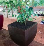 Sítio da Mata - Muda Blueberry com Vaso Marrom 30X30