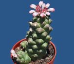 MONADENIUM RITCHIEI (Monadenium ritchie) 