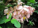 Sítio da Mata - (Mussaenda philippica/ Mussaenda X philippica)
