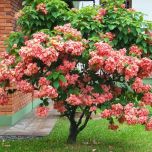 Sítio da Mata - MUSSAENDA ROSA (Mussaenda alicia)