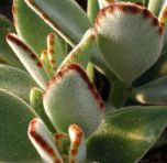 Sítio da Mata - Orelha de Gato ( Kalanchoe tomentosa )