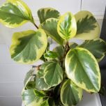 PEPEROMIA BRASILEIRINHA (Peperomia obtusifolia)