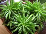 Sítio da Mata - PEPEROMIA FERREYRAE (Peperomia ferreyrae)