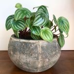 Sítio da Mata - PEPEROMIA MELANCIA (Peperomia argyreia)