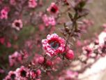 ERICA ARBUSTIVA - ERICA JAPONESA (Leptospermum scoparium)