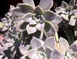 Planta Fantasma ( Graptopetalum paraguayense )