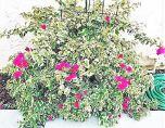 Sítio da Mata - PRIMAVERA PENDENTE (Bougainvillea variegata)