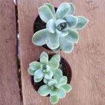 Sítio da Mata - Rosa de Pedra Elegans ( Echeveria Elegans )