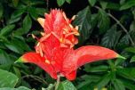 Sítio da Mata - Ruelia Vermelha (Ruelia chartacea)