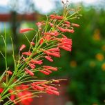 Sítio da Mata - Russelia Vermelha (Russelia equisetiformis) 