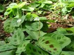 Sítio da Mata -  BARRIGA DE SAPO (Maranta leuconeura var Kerchoveana)