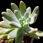 Sítio da Mata - Sedum carnicolor 