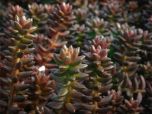 SEDUM HERNANDEZII (x Sedeveria Jet Beads)