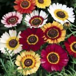Sítio da Mata - CRISANTEMO CARINATUM SORTIDO ( Chrysanthemum)