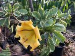 SOLANDRA VARIEGATA (Solandra grandiflora)