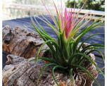 Sítio da Mata - MINI BROMÉLIA TILLANDSIA (Tillandsia ionantha)