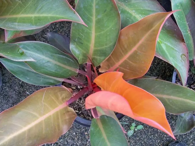 philodendron alatiundulatum Philodendron alatisulcatum variegado — Ecuagenera USA Corp main image 1