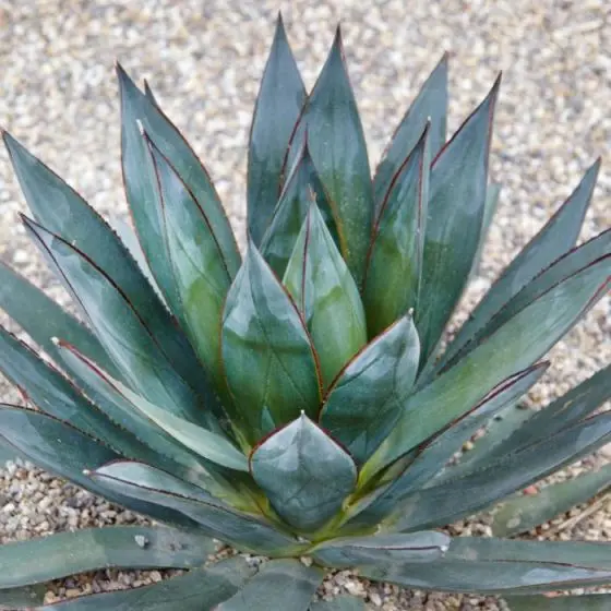 アガベ Agave ' Glow' 296 AGAVE BLUEGLOW (Agave blueglow)