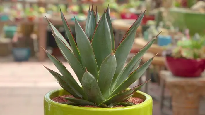 Agave hybrid blueglow × colorata ブルコロ
