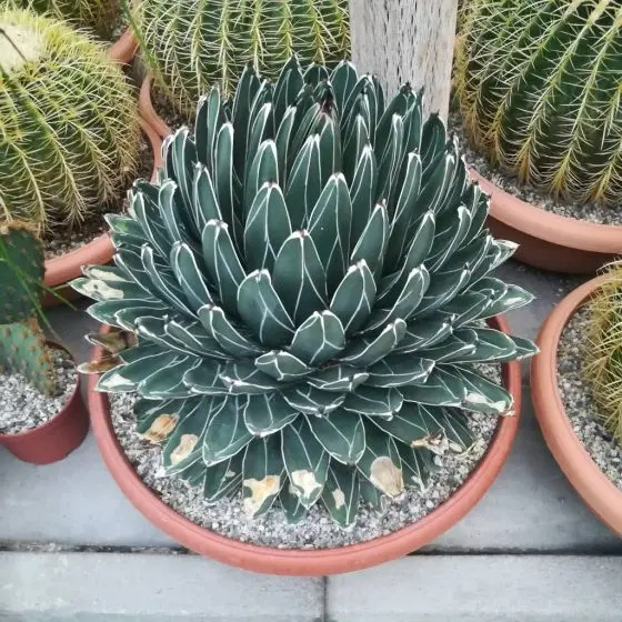 AGAVE REGINAE (Agave victoriae-reginae)