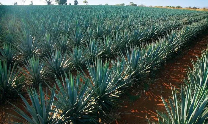 tequila gold 100 agave 2% Off! Buy Clase Azul GOLD 100% Agave Tequila 40% Vol. 0,7l in Giftbox –  Reposado, Oro and Gold Tequila – Mydrinx.shop main image 0