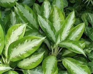 palm plant artificial 180cm H Artificial Plants Green Palm Tree in Pot Tropical Areca  Living  and Home