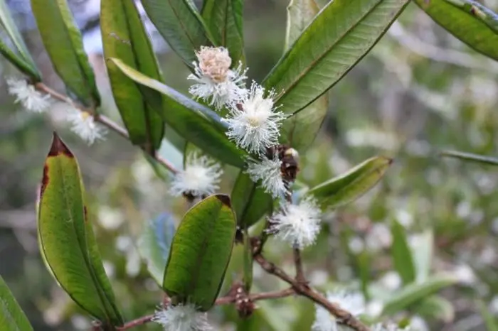 785〓希少Myrciaria glazioviana cabelluda XL CABELUDINHA (Myrciaria glazioviana)