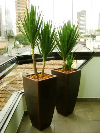 DRACENA ARBOREA (Dracena arbrea)