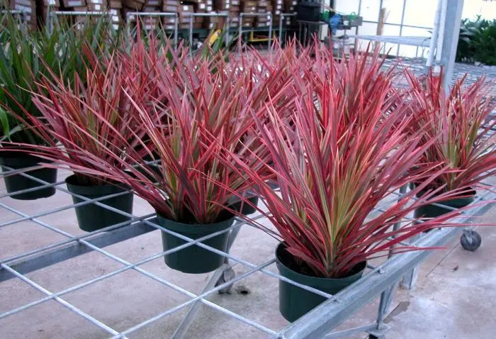 DRACENA TRICOLOR (Dracena marginata)