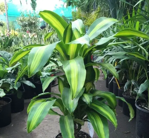 DRACENA PAU DGUA (Dracaena fragrans)
