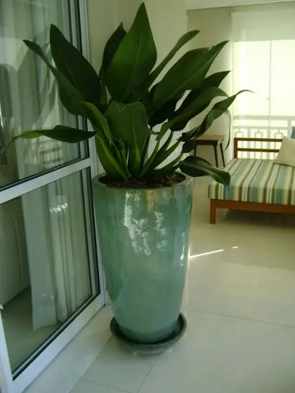 Pacov (Philodendron martiaum)