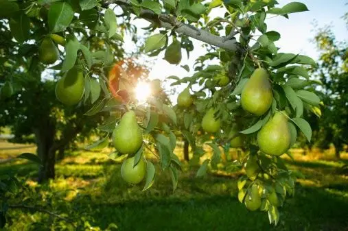 Pera D'agua (Pyrus communis L.)