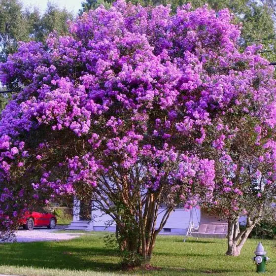 https://www.sitiodamata.com.br/media/catalog/product/cache/80281f1a4d89199560fc0837e49d13da/r/e/reseda-lagerstroemia-indica-1_2nd.webp